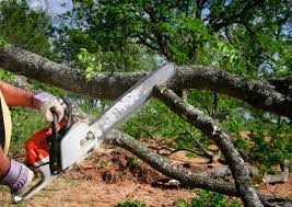 Best Tree Mulching  in Doa Ana, NM