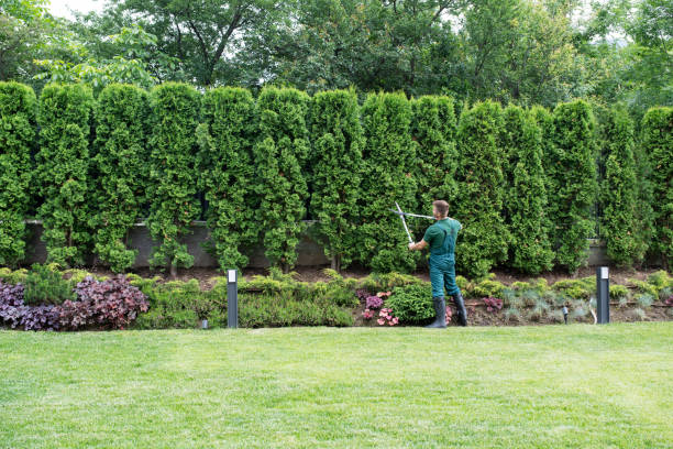 Best Tree Health Inspection  in Doa Ana, NM