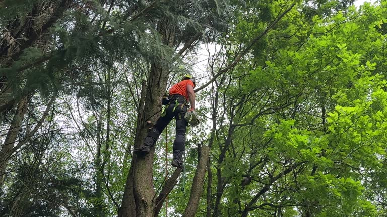 Best Arborist Consultation Services  in Doa Ana, NM