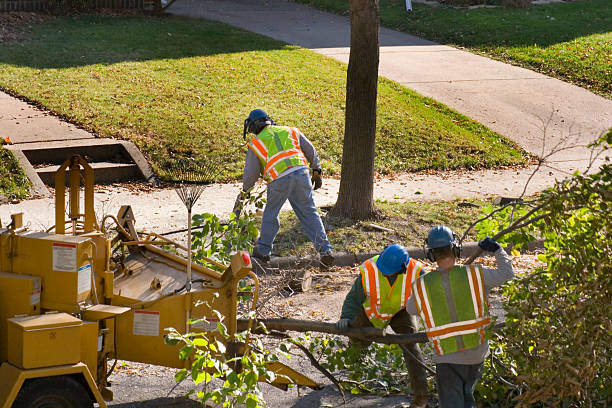 Best Utility Line Clearance  in Doa Ana, NM