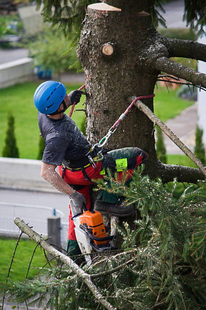 Best Tree Maintenance Programs  in Doa Ana, NM