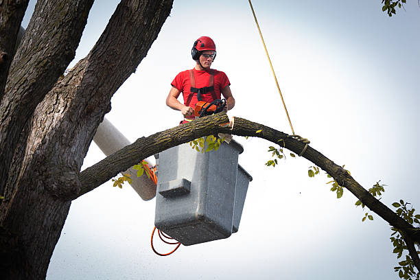 Best Tree Disease Treatment  in Doa Ana, NM